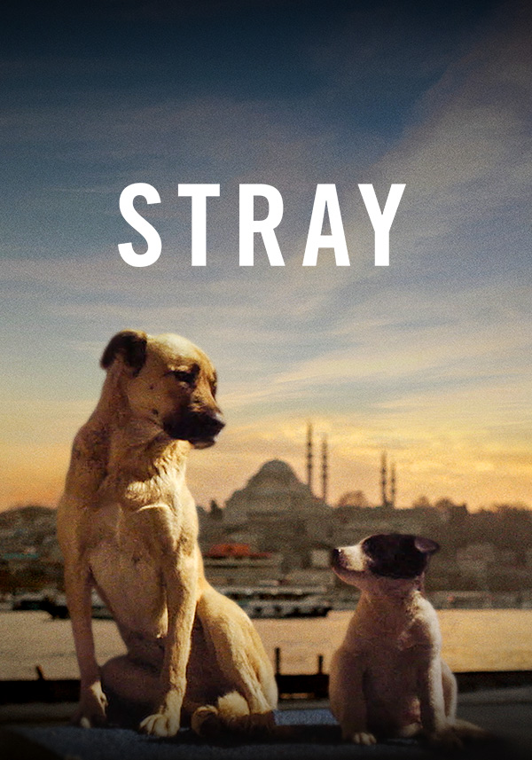 Stray - Poster